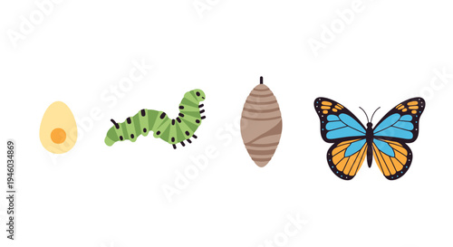 Butterfly Life Cycle Stages: Egg, Larva, Pupa, Adult Butterfly