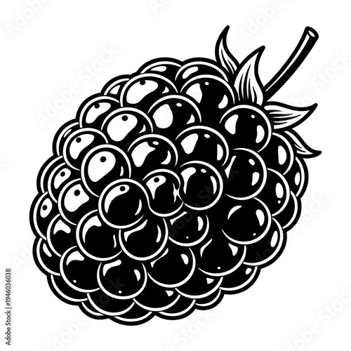 Black blackberry illustration isolated vector silhouette detailed juicy berry