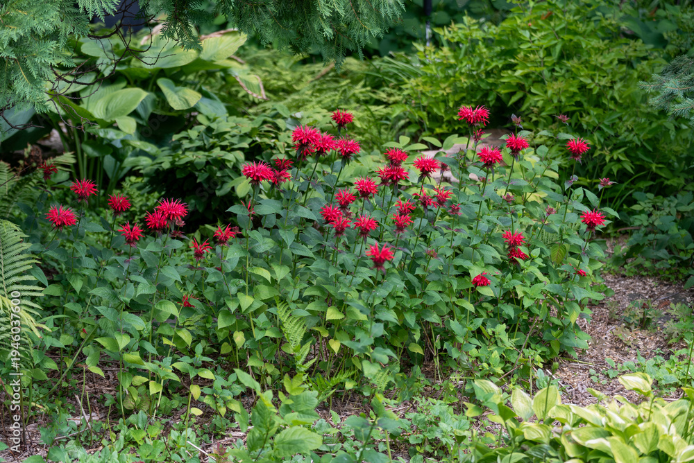 Fototapeta premium Crimson Beebalm growing in the garden in summer in Wisconsin