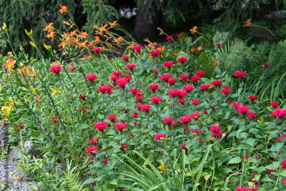 Fototapeta premium Crimson Beebalm growing in the garden in summer in Wisconsin