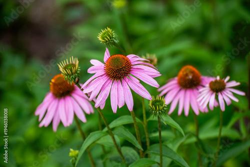 Pink Coneflowers Growing Along The Fox River Trail Near De Pere, Wisconsin, In Summer