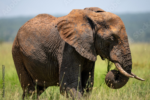 Muddy elephant in a marsh field eating