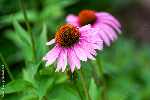 Pink Coneflowers Growing Along The Fox River Trail Near De Pere, Wisconsin, In Summer