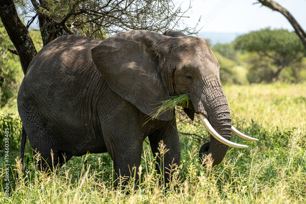Fototapeta premium Large bull elephant in the shade enjoying grass