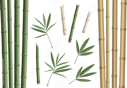 A detailed set of bamboo illustrations shows both green and dried stalks. The collection includes tall, segmented canes alongside delicate leafy branches and cut stem pieces.