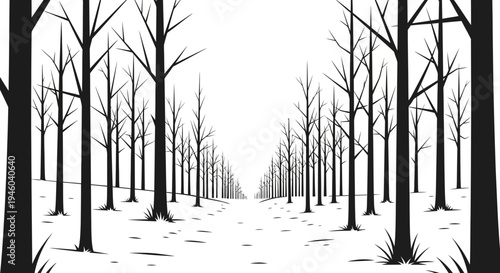 Bare trees line a serene forest path in a peaceful winter landscape