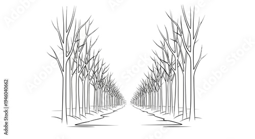 Bare trees line a serene forest pathway