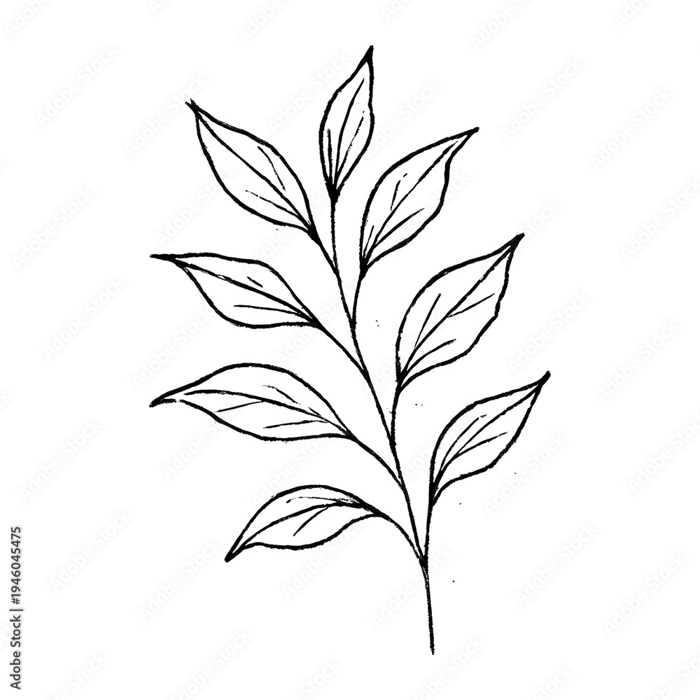 Fototapeta premium PNG Minimalist botanical line art