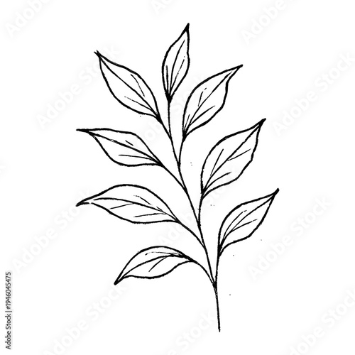 PNG Minimalist botanical line art