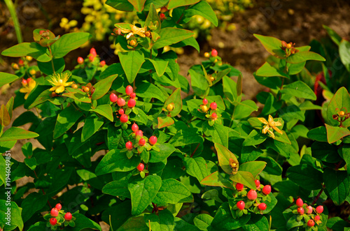 dziurawiec bezwonny magical beauty (Hypericum × inodorum), rózowe owoce dziurawca ozdobnego, pink hypericum x inodorum berries