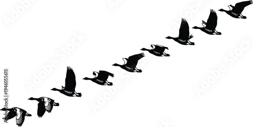 Flying ducks silhouette formation in sky, migratory wild birds flight pattern illustration isolated on white background