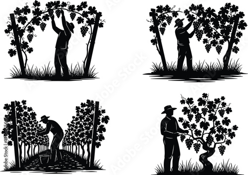Grape harvesting farmer silhouette set in vineyard, agriculture and wine production concept, rural farming illustration isolated