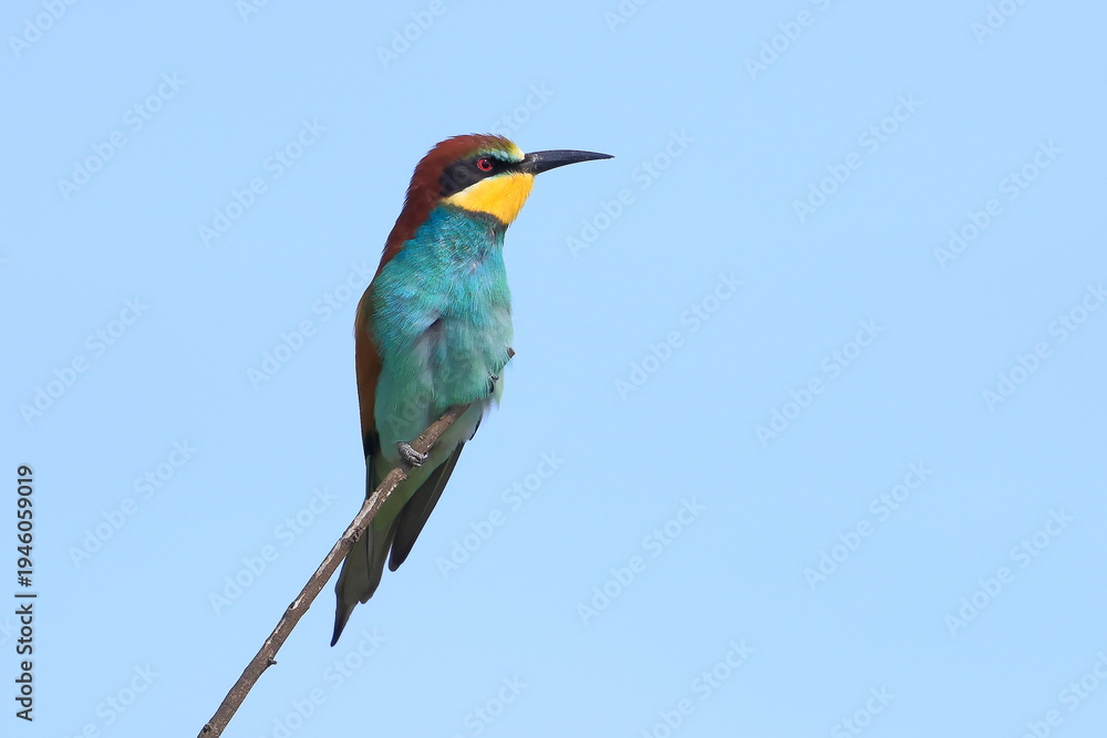 Obraz premium European bee eater, Merops apiaster, Czech Republic