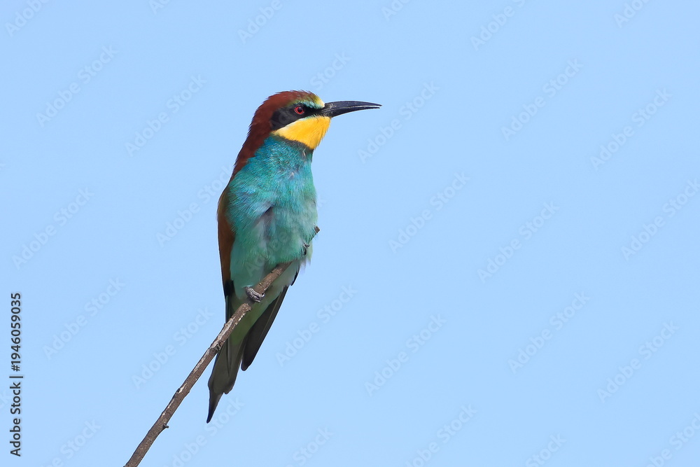 Fototapeta premium European bee eater, Merops apiaster, Czech Republic