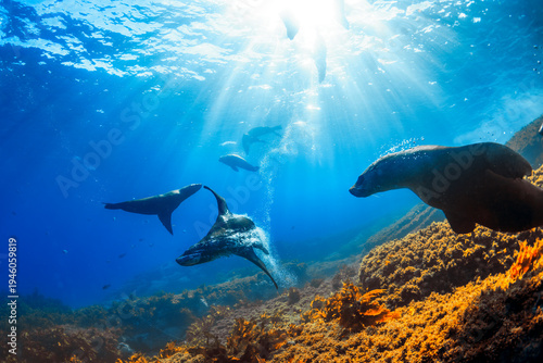 Schilderij op canvas Australian fur seals swimming and diving in deep blue ocean water with rising bubbles and sunlight rays, Montague Island, Australia