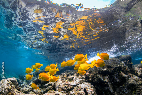 Cuadro en lienzo School of yellow tang swimming above rocky reef in clear blue water with rippling ocean surface reflection, Big Island, Hawaii, United States