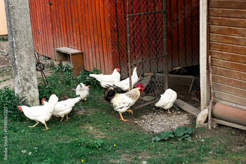 White hens and rooster walking on green grass in a rural farmyard near a wooden barn