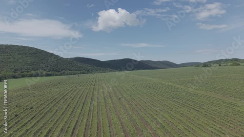 landscape with a vineyard