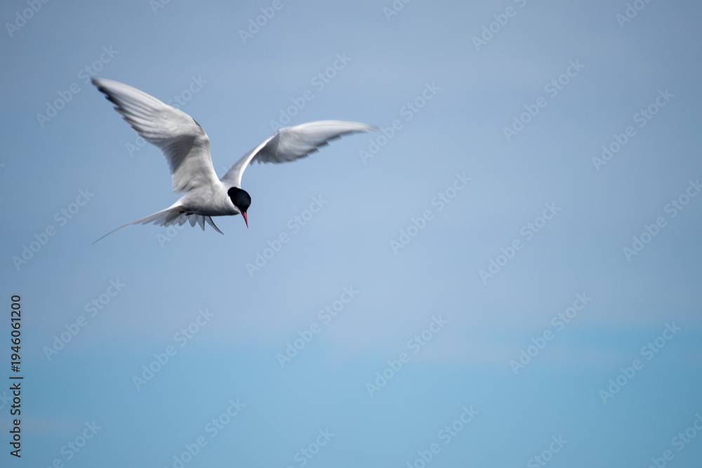 Fototapeta premium Arctic tern (Sterna paradisaea) in flight above a research station at Ny Alesund, Svalbard, Norway
