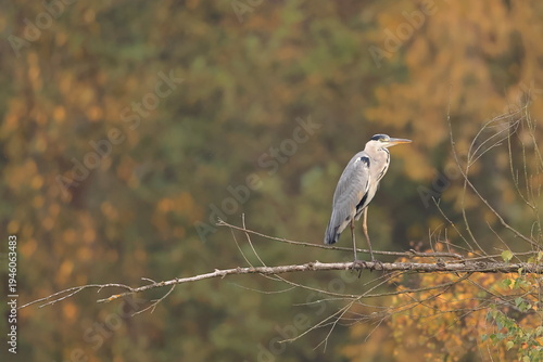 Grey heron, Ardea cinerea, Czech Republic
