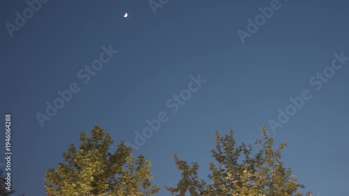 moon and trees
