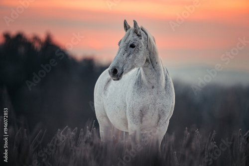Vászonkép Lipizzaner im Winter