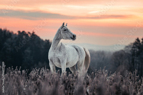 Vászonkép Lipizzaner im Winter