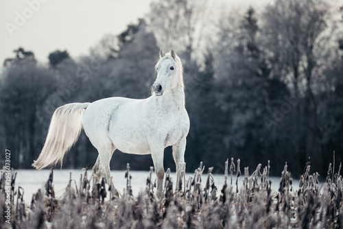 Foto Lipizzaner im Winter