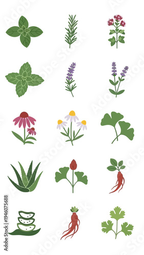 Collection of medicinal herbs and plants illustrations for health and wellness concepts