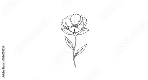Elegant line drawing of a delicate blooming peony flower with slender stem and leaves