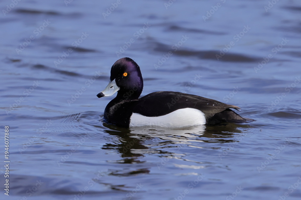 Fototapeta premium Tufted duck, Aythya fuligula,, Czech Republic