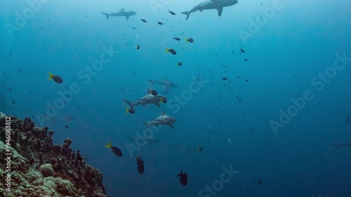 Wallpaper Mural Underwater shot of huge numbers of sharks aggregating and swimming out in the blue water from a reef Torontodigital.ca