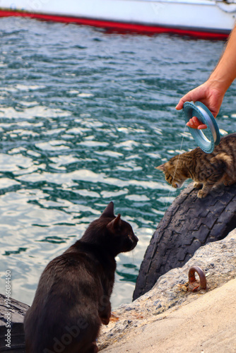 Photography street cats