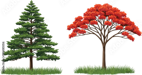 Detailed vector illustration featuring a green coniferous pine tree and a blooming red royal poinciana tree on lush green grass patches.