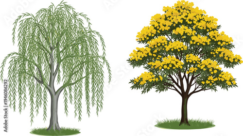 Canvastavla Green Weeping Willow and Yellow Flowering Tabebuia Trees Vector Illustration Set