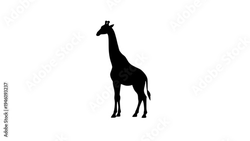 giraffe silhouette isolated on white background