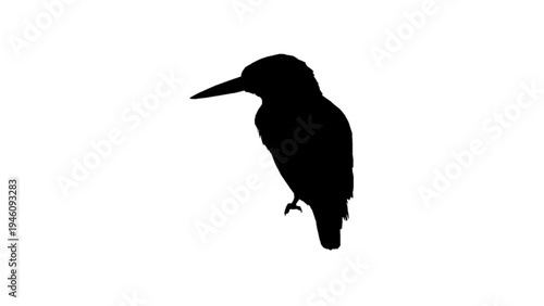 crow on a white background