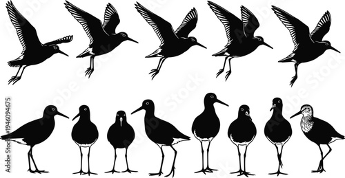 Shorebird silhouettes set, flying wading birds vector collection, isolated black bird silhouettes, coastal wildlife illustration pack, shore nature avian bundle