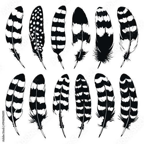 Collection of various black and white bird feathers