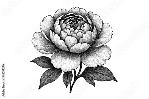 Highly detailed stippled black-and-white peony flower illustration featuring layered petals leaves and stem with intricate dot shading and vintage botanical engraving style