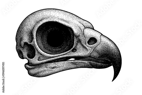 Highly detailed black-and-white stippled illustration of an avian skull in side profile, featuring a pronounced curved beak, deep eye socket, and textured bone anatomy