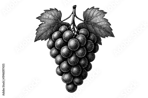 Detailed black ink stipple engraving of a ripe grape bunch with vine leaves and stem, vintage botanical illustration showcasing texture, shading, and classic monochrome style