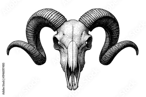 Highly detailed stippled ram skull with large curved horns isolated on white background, black ink illustration showing anatomical bone structure and textured horn ridges