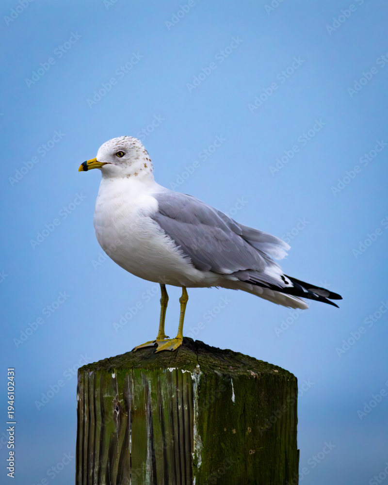 Obraz premium Seagull