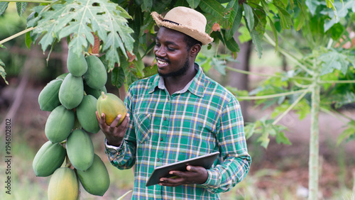 African Smart Farmer Inspecting Papaya Harvest with Digital Tablet