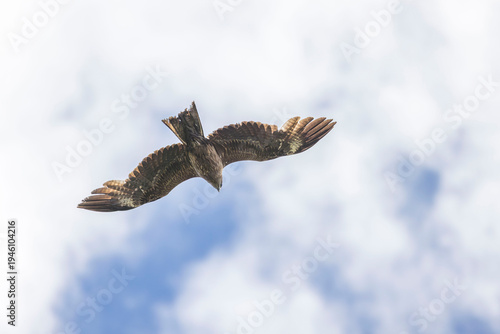 Bild auf Leinwand 頭上を飛ぶ鳶