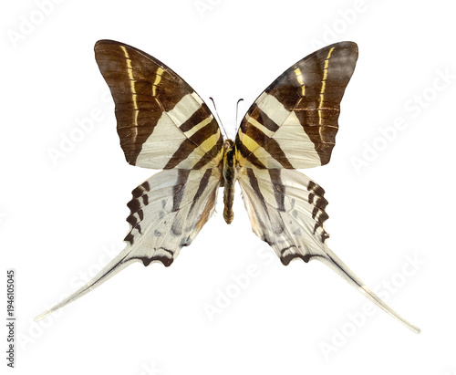Canvas Print Black and white Graphium Androcles Swordtail Swallowtail Indonesia Butterfly isolated on a white background with clipping path