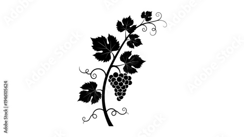 Elegant silhouette of grape vine with leaves and tendrils