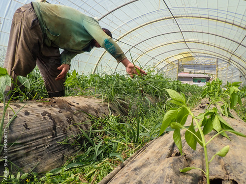 Weed Removal, African farmer removing weeds on Pepper farm greenhouse, Man Removing weeds, working in vegetable garden, Female Gardening Weeding Weed Plants Grass, Manual weed removal, Algeria Africa