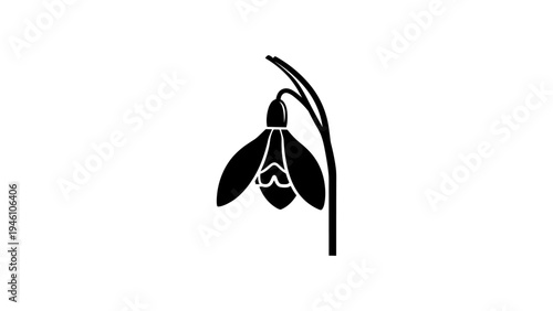 Elegant snowdrop silhouette on white background